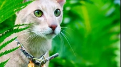 Orientálna mačka (foto): východná krása vo vašej domácnosti